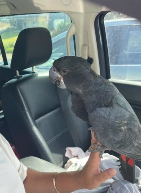 An image relating to the news item Animal Rescue