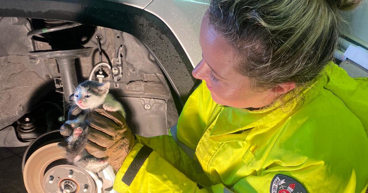 An image relating to the news item Animal Rescue