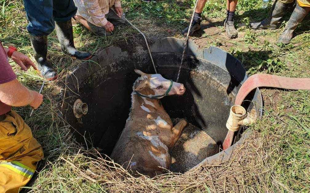 An image relating to the news item Horse Rescue