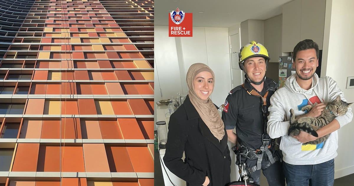 An image relating to the news item Cat Rescued from 18th Floor