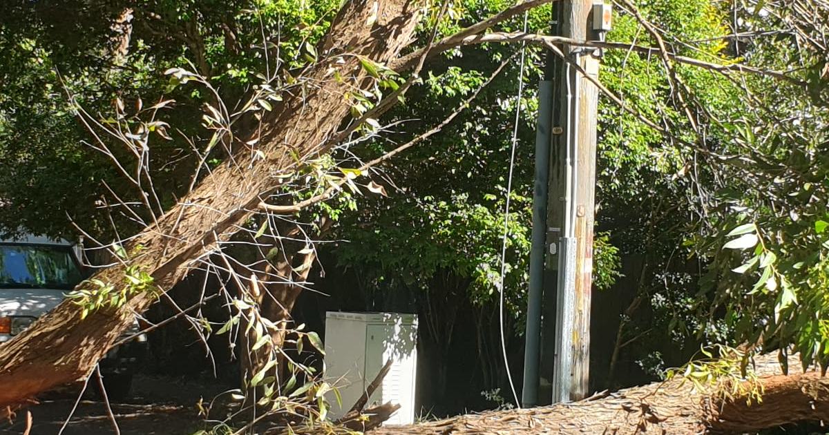 An image relating to the news item Tree Down