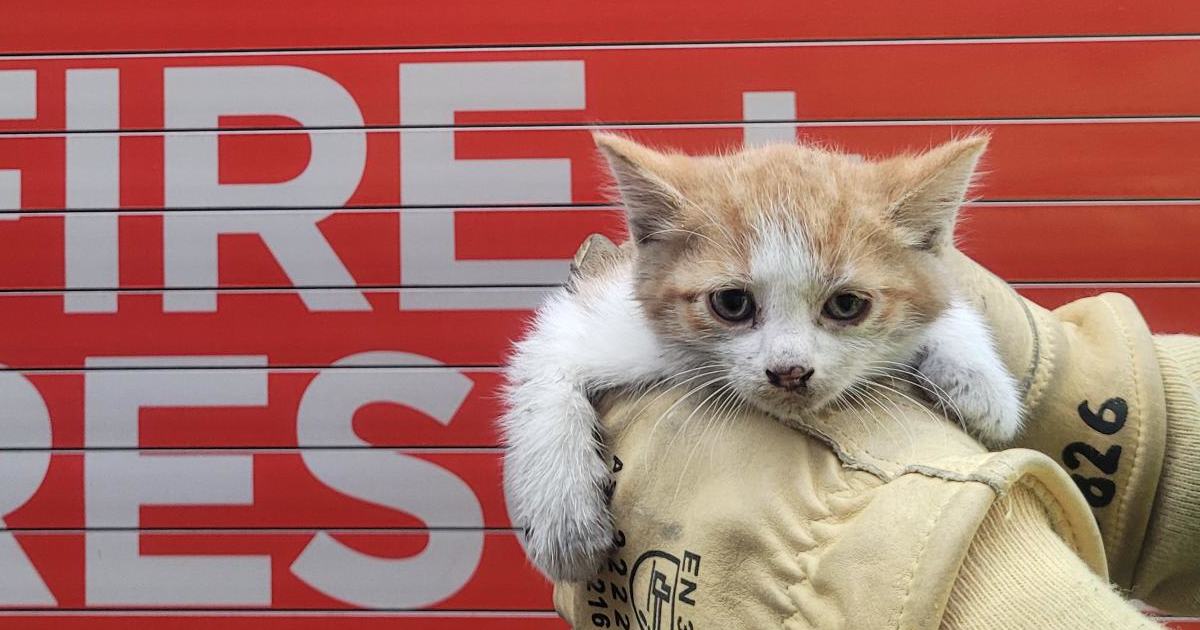 An image relating to the news item Kitten rescue
