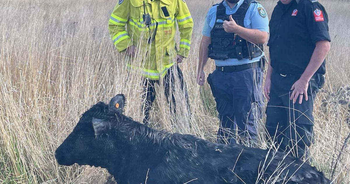 An image relating to the news item Animal Rescue