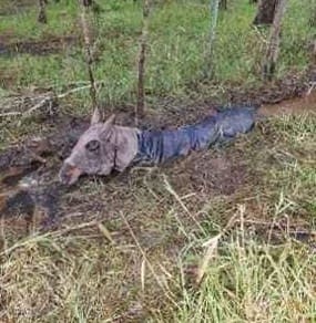 An image relating to the news item Horse Rescue