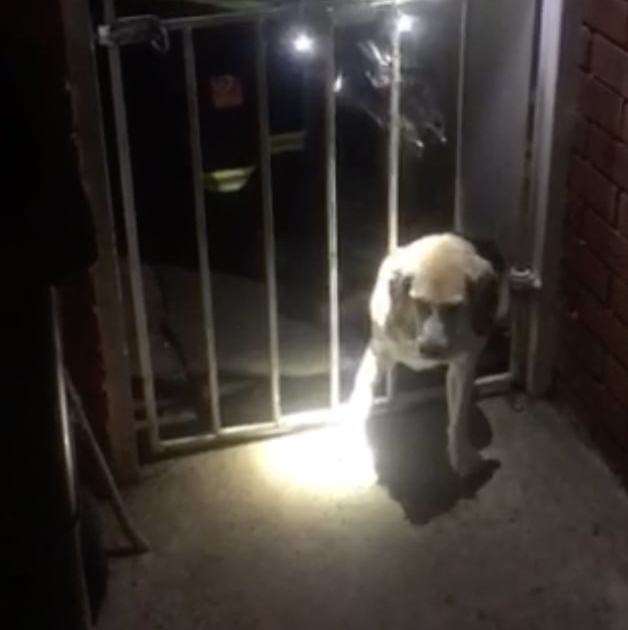 An image relating to the news item Dog Rescue