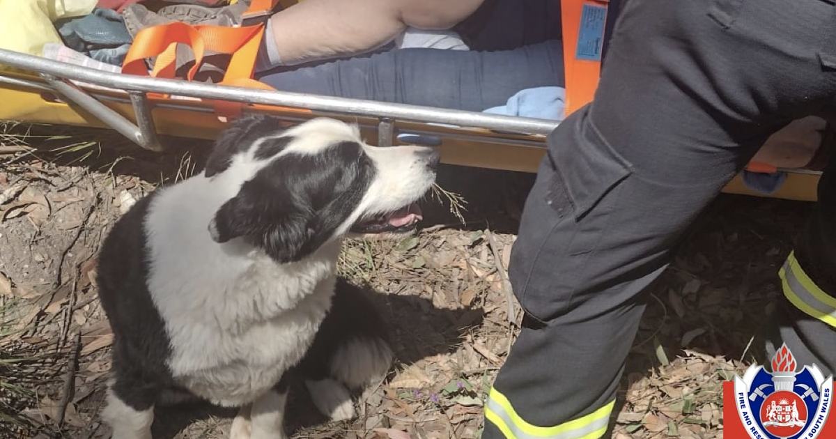 An image relating to the news item Faithful Dog Escorts Owner