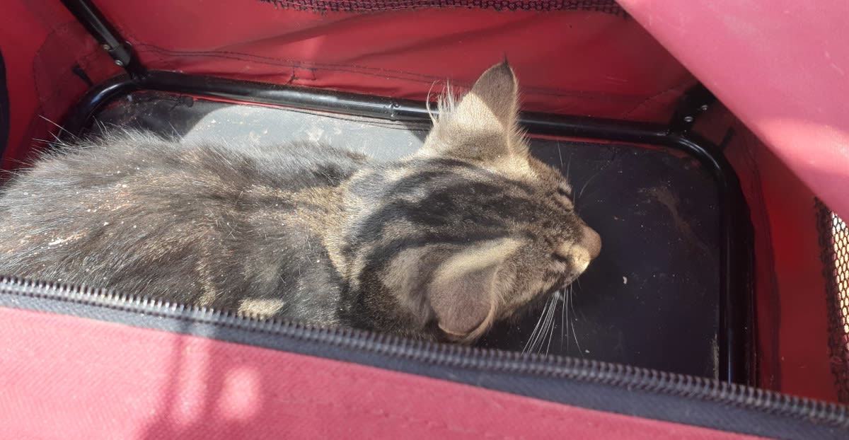 An image relating to the news item Cat stuck in wall