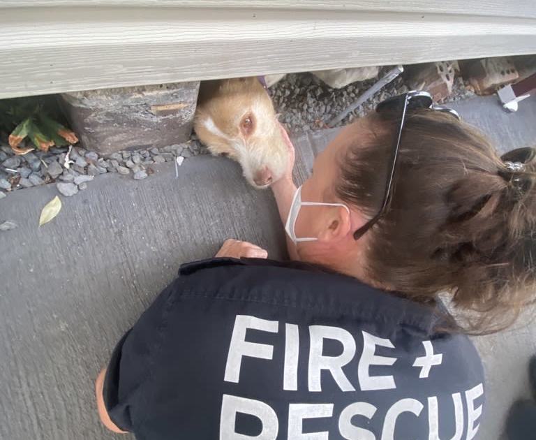 An image relating to the news item NYE Fireworks-related Dog Rescue