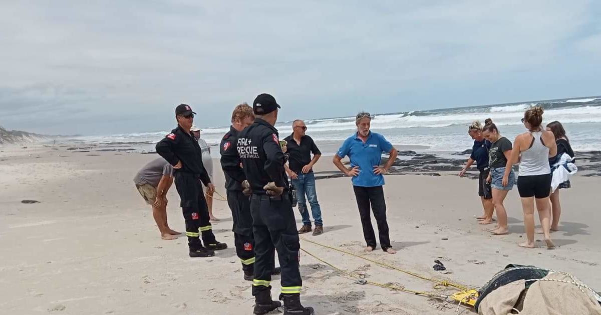 An image relating to the news item Sea Turtle Rescue