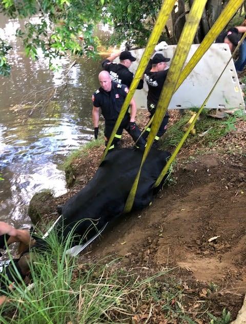 An image relating to the news item Bull Rescue