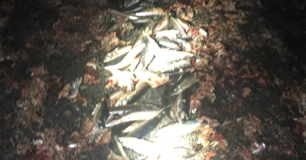 An image relating to the news item Holy Mackerel! Road covered in Fish