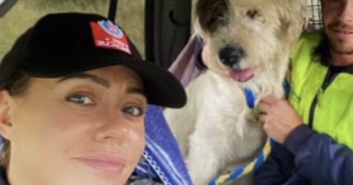 An image relating to the news item Teddy the Dog Rescued