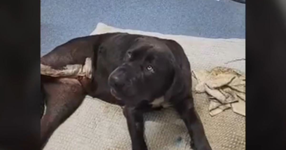 An image relating to the news item Dog stuck up tree - Update VIDEO