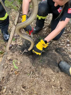 An image relating to the news item Snake with poisonality removed from home