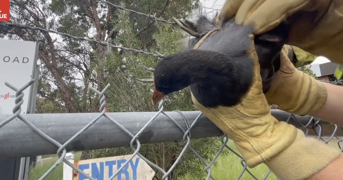 An image relating to the news item Maddie the Moorhen Rescue - Video
