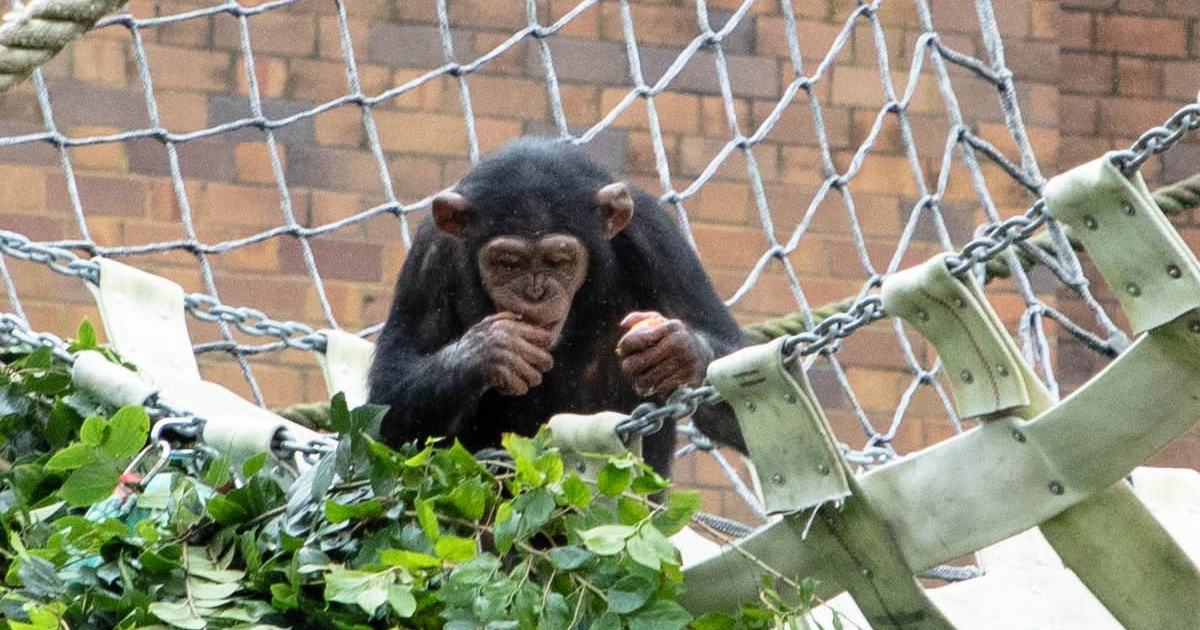 An image relating to the news item Fire and Rescue NSW partnership to aid Taronga Zoo animals - Video