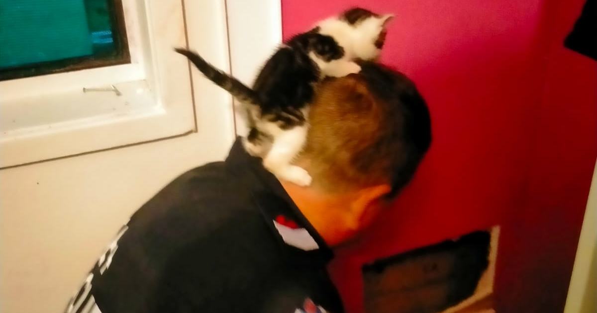An image relating to the news item Purr-fect rescue by Hurstville firefighters