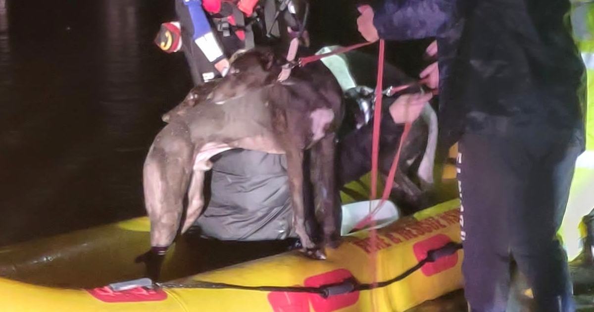 An image relating to the news item Greyhounds rescued in floodwaters (further details)