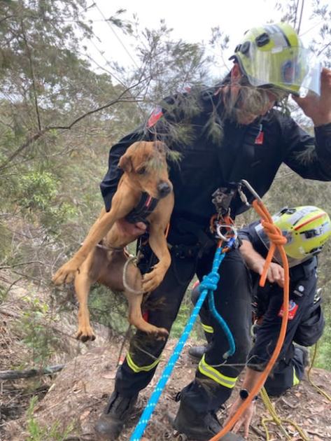 An image relating to the news item Daring mission to rescue dog on cliff ledge
