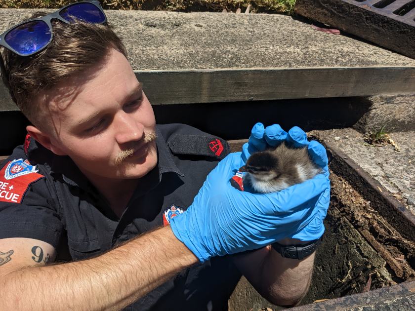 An image relating to the news item Fire and Rescue NSW crew rescues ducklings stuck in storm water drain - VIDEO