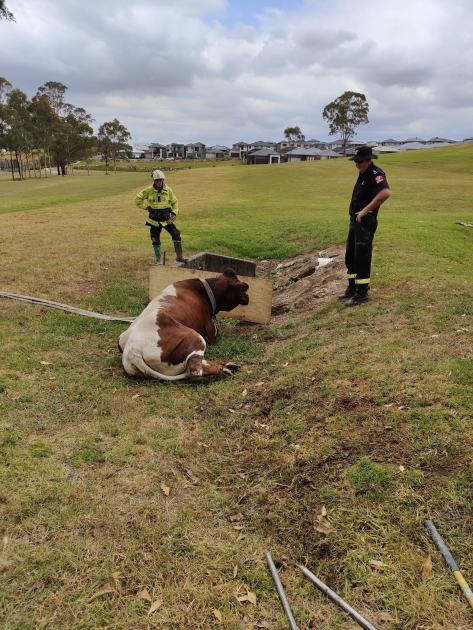 An image relating to the news item Firefighters race to the rescue of a befuddled bovine - Twice! - VIDEO