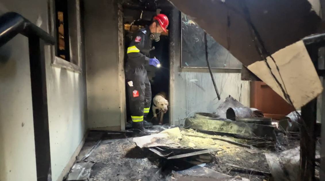An image relating to the news item Unique footage of Fire and Rescue NSW Ignitable Liquid Detection dog in action at scene of overnight explosion - VIDEO