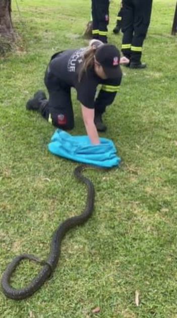 An image relating to the news item Fire and Rescue NSW embarks on large ‘scale’ operation to train more snake catchers - VIDEO