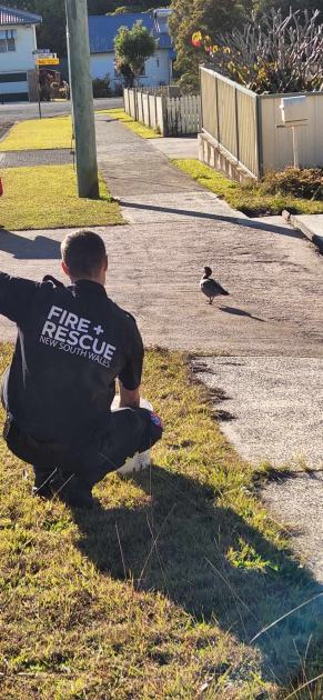 An image relating to the news item Fire and Rescue NSW retrieves wayward waddlers from drain - VIDEO
