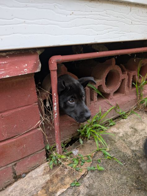 An image relating to the news item *** Update - VIDEO NOW AVAILABLE - Firefighters rescue puppy during delicate operation 