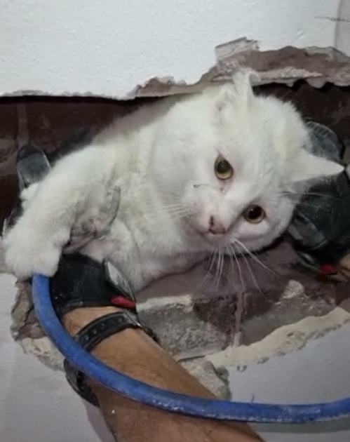 An image relating to the news item Fire and Rescue NSW crews save cat stuck in wall cavity in Sydney