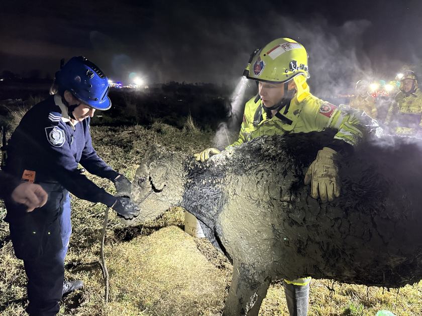 An image relating to the news item Firefighters rescue cow stuck in thick mud in Sydney