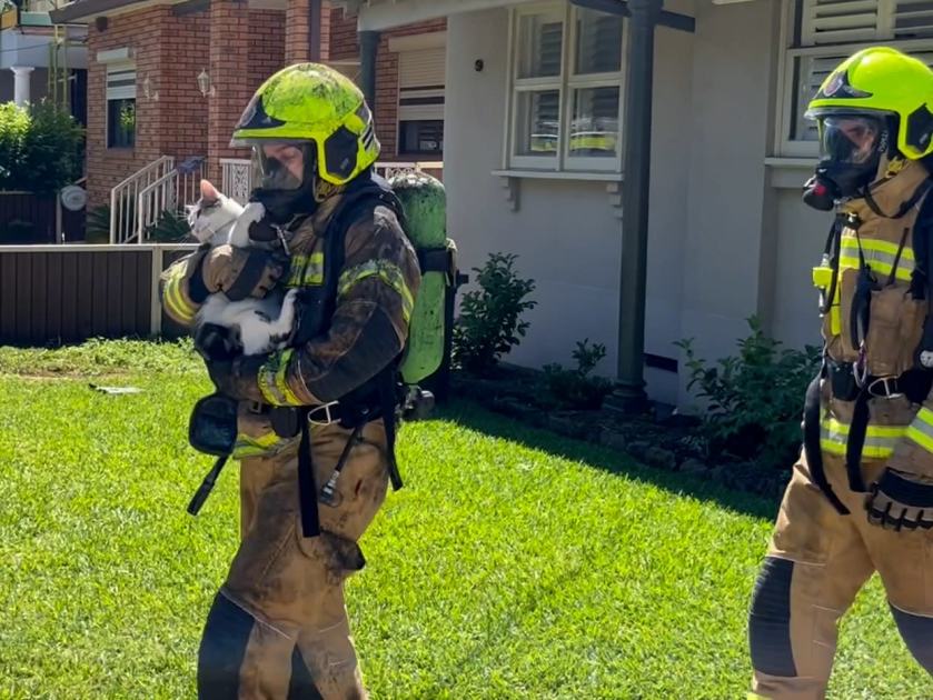 An image relating to the news item Fire and Rescue NSW rescues pet cat from fire-ravaged home - VIDEO