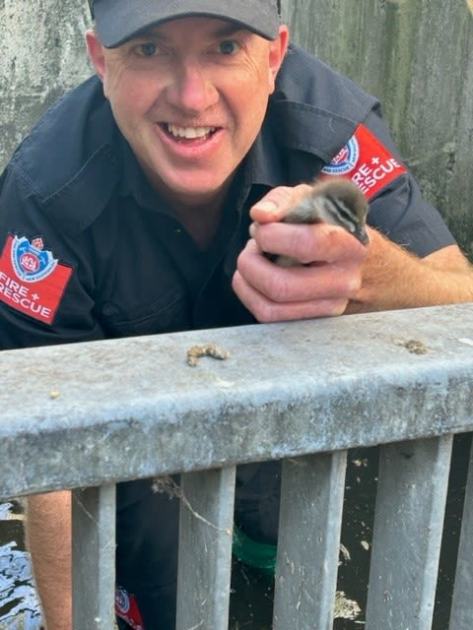 An image relating to the news item Firefighters rescue wayward ducklings from Lake Macquarie drain