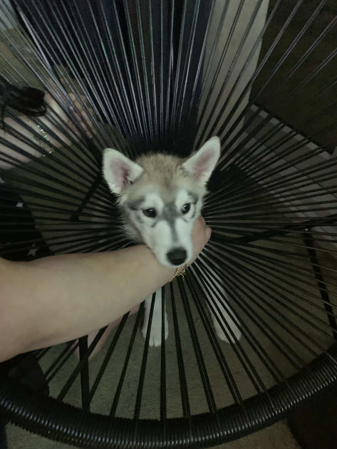 An image relating to the news item Firefighters free puppy’s head caught in metal chair - VIDEO