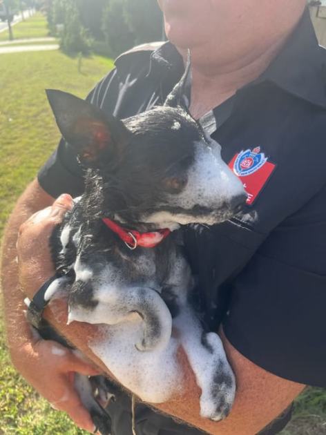 An image relating to the news item Diamond in the rough - firefighters stunned as foam-covered dog trots out of house fire ruins