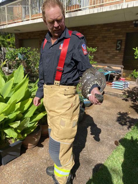 An image relating to the news item Fire and Rescue NSW removes snake from home in Sydney