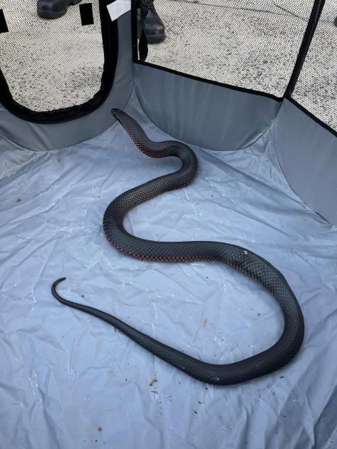 An image relating to the news item Firefighters wrangle injured snake in Sydney backyard