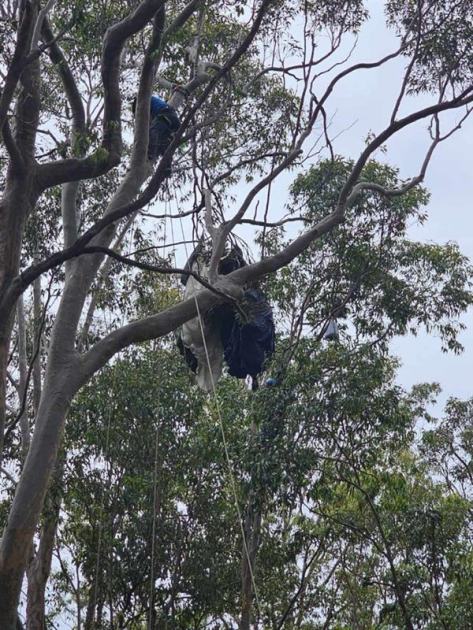 An image relating to the news item Fire and Rescue NSW crews attend skydiving mishap