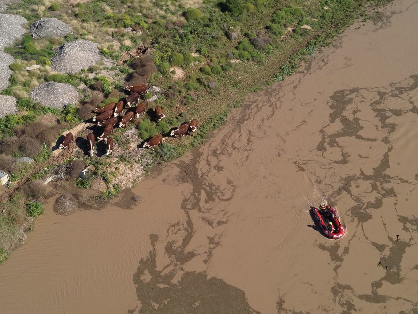 An image relating to the news item Firefighters conduct floodwater roundup to rescue stranded cattle