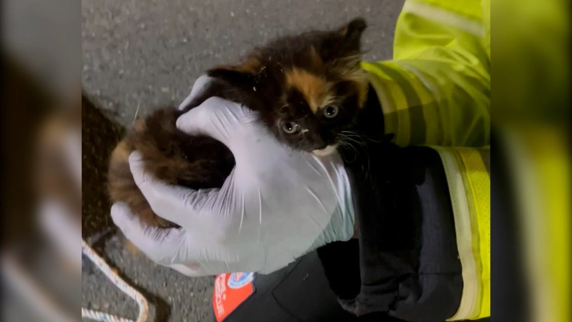 An image relating to the news item Fire and Rescue NSW crews use technology and tuna to rescue kitten from drain - VIDEO