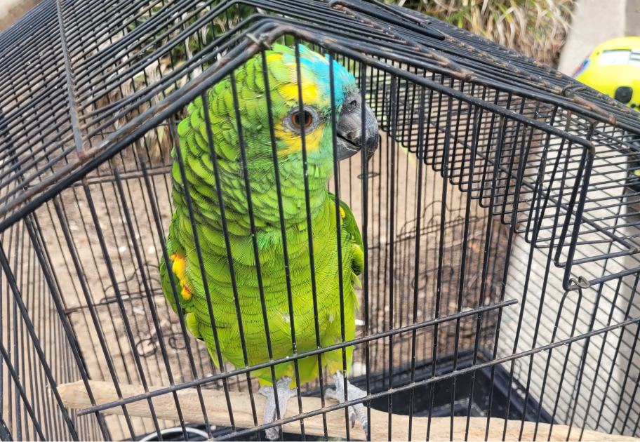 An image relating to the news item Fire and Rescue NSW reunites missing exotic bird with its owner