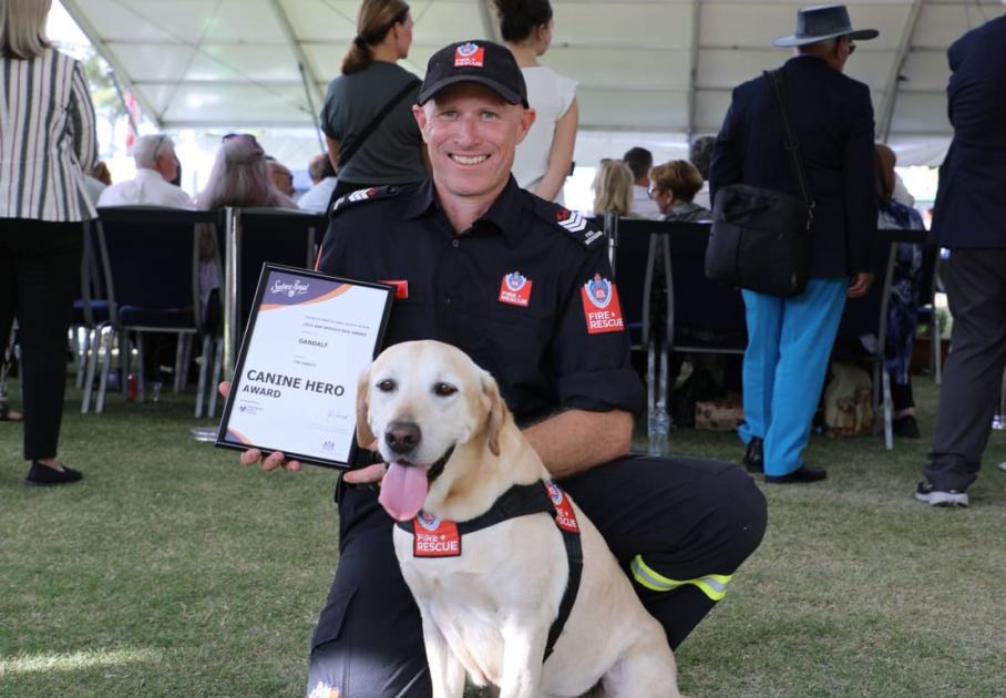 An image relating to the news item Fire and Rescue NSW’s Gandalf crowned Canine Hero of the Year