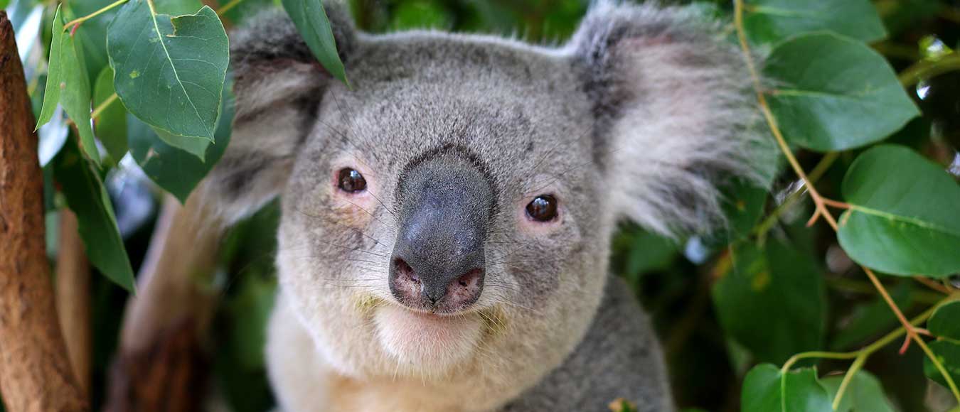 Mit Singapore Airlines nach Australien ab 950 Euro