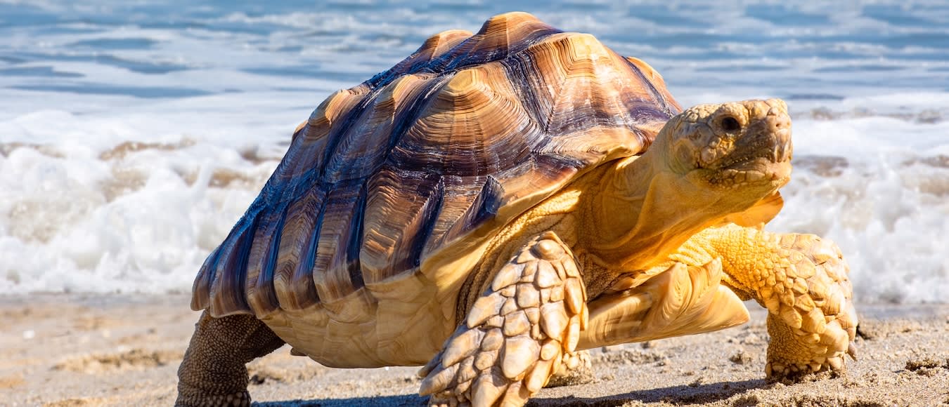 Auf die Galapagos Inseln in Business Class ab 2.060 Euro