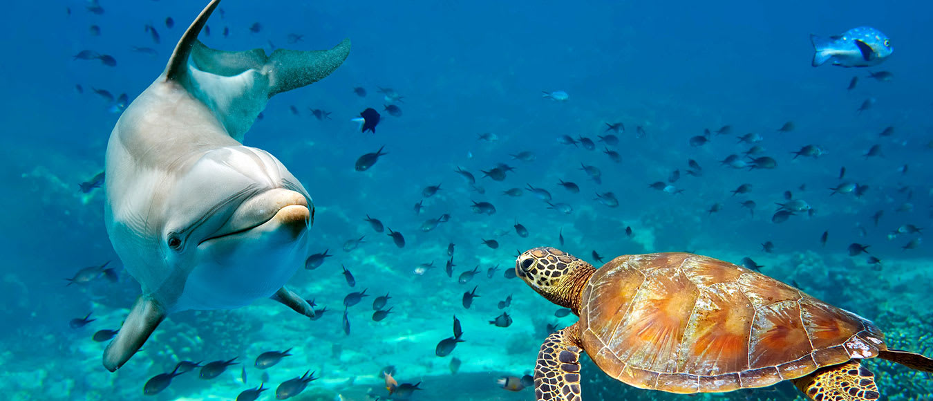 Economy Class Tickets von Deutschland nach Hawaii ab 592 Euro buchen
