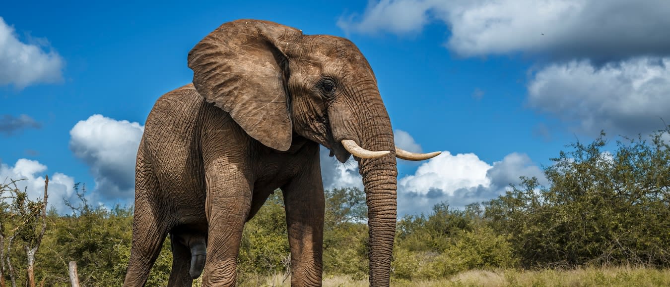 In Business Class zu verschiedenen Zielen in Afrika ab 1.212 Euro