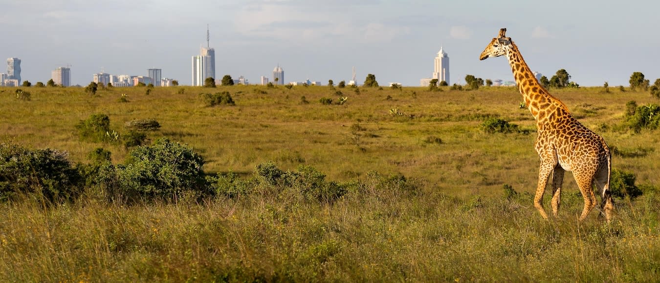 Nach Kenia in Lufthansa Business Class ab 1.345 Euro