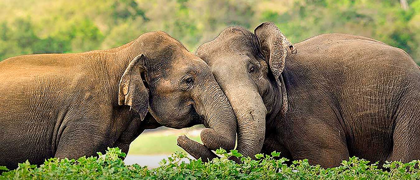 Bis zu 100 GHA DISCOVERY Dollars in Sri Lanka sammeln