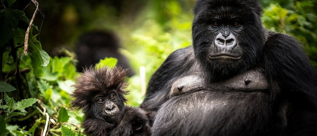 Besuch bei den Berggorillas: Neue Wilderness Lodge in Ruanda