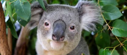 Mit Singapore Airlines nach Australien ab 950 Euro